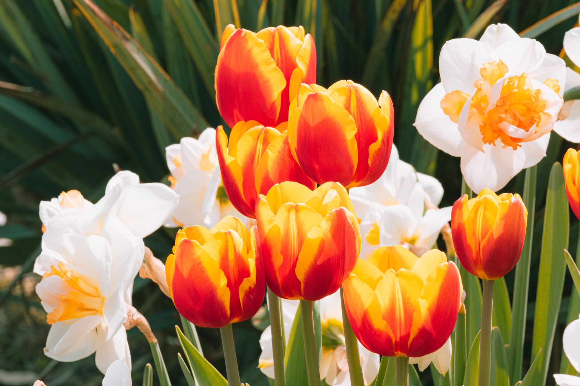 Tulipány a narcisy v jarním záhonu